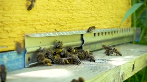Οι μέλισσες πετούν στο δίσκο. Είσοδος στην κυψέλη. - Πλάνα, βίντεο