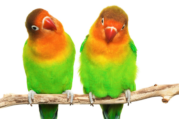 Пара влюблённых птиц
 - Фото, изображение