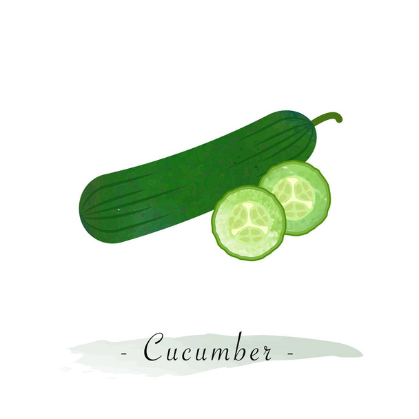 Kleurrijke aquarel textuur vector gezonde plantaardige komkommer - Vector, afbeelding