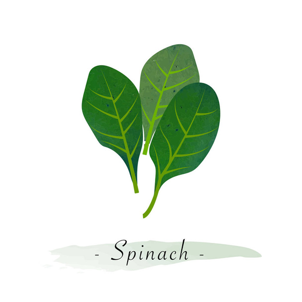Colorful watercolor texture vector healthy vegetable spinach - Вектор,изображение