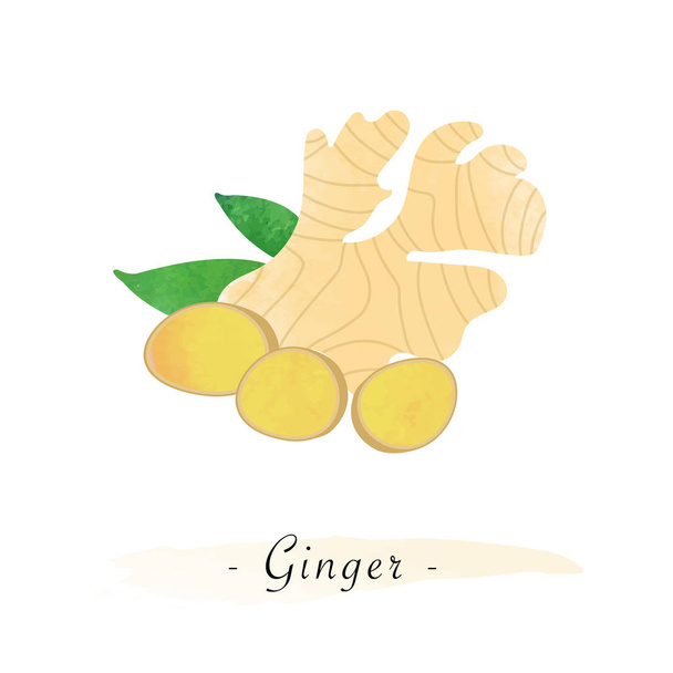 Colorful watercolor texture vector healthy vegetable ginger - Vector, Image
