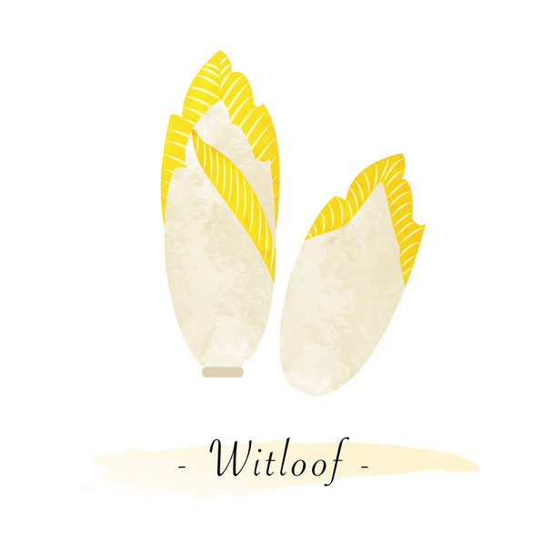 Színes akvarell textúra vektor egészséges növényi witloof chi - Vektor, kép