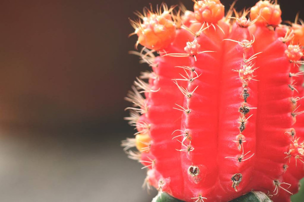 Vista cercana de las agujas de cactus fondo texturizado
 - Foto, Imagen