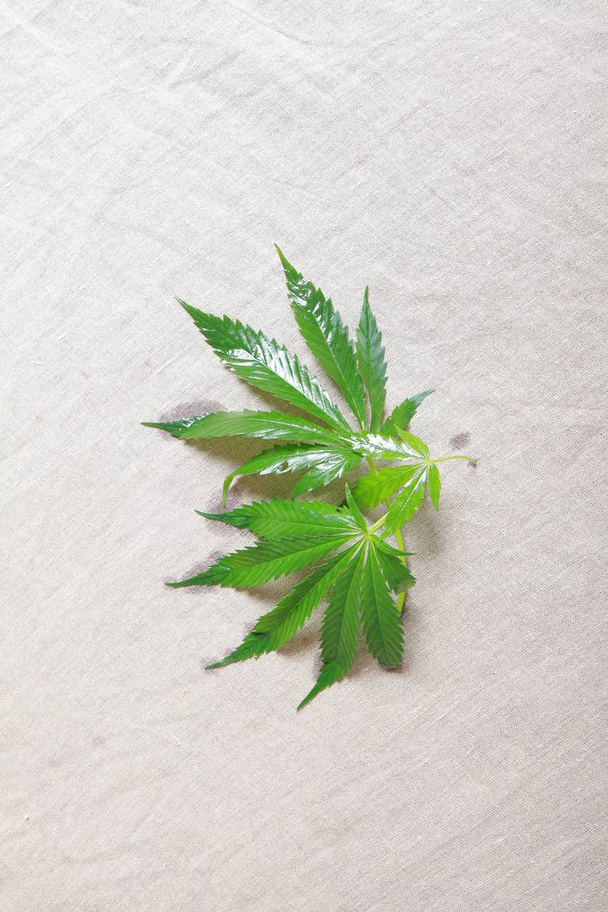 Cannabis leaf green leaves marijuana - Fotoğraf, Görsel