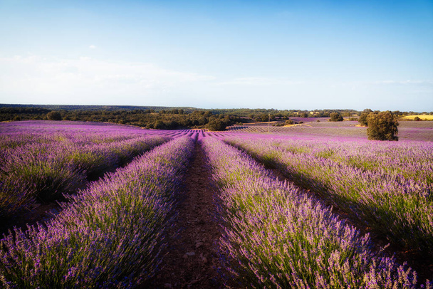 schönes Bild von Lavendelfeldern. Sommer-Sonnenuntergangslandschaft - Foto, Bild