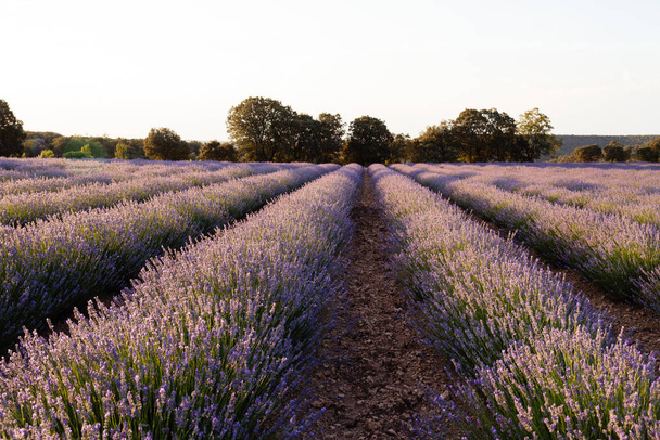Beautiful image of lavender fields. Summer sunset landscape - Photo, Image