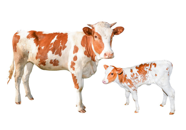 Twee mooie rode en witte gespot koeien geïsoleerd op een witte achtergrond. Grappige jonge koe en kalf volledige lengte geïsoleerd op wit. - Foto, afbeelding
