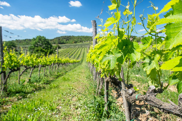wijnstokken in Toscane - Foto, afbeelding