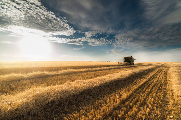 Colheita de campos de trigo no verão
 - Foto, Imagem