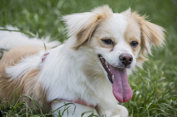 Roztomilý kříženec štěně v trávě - Fotografie, Obrázek