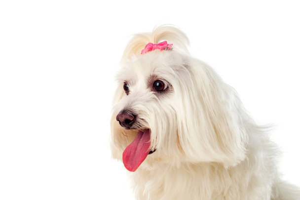 Portratit of Maltese bichon with bow on pigtail - Foto, Imagen