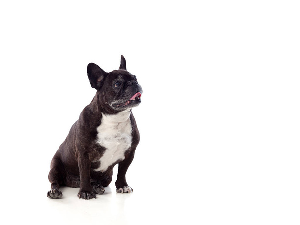 Ülő bulldog keresi fel - Fotó, kép