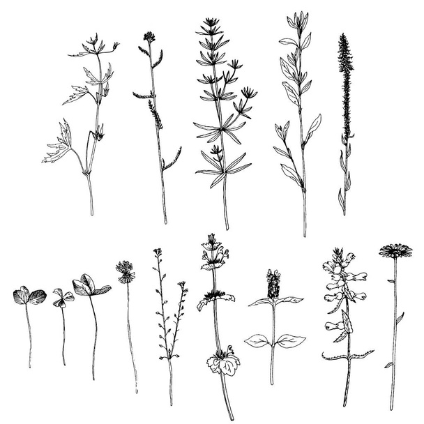 Set of ink drawing herbs and flowers - Vector, afbeelding