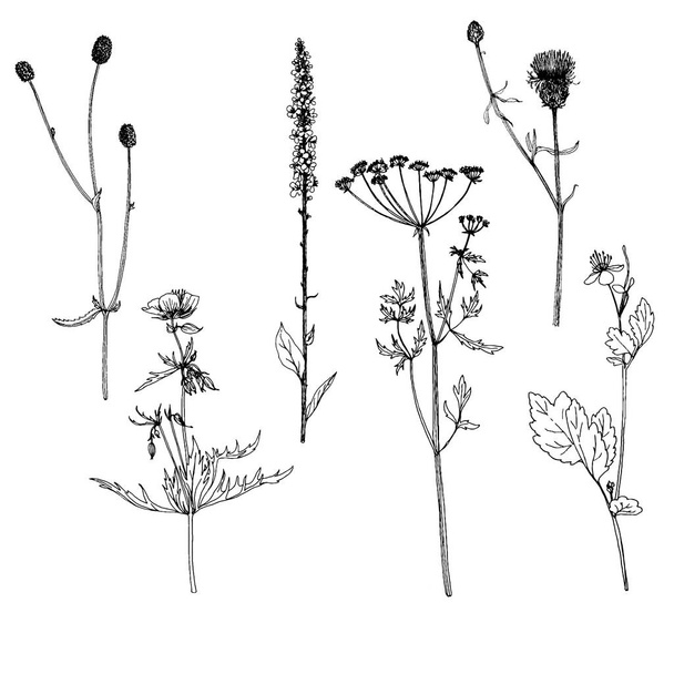 Set of ink drawing herbs and flowers - Διάνυσμα, εικόνα