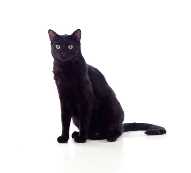 Сидящий черный кот с жёлтыми глазами
   - Фото, изображение