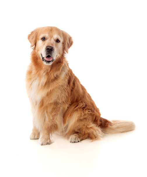 Sitting Golden Retriever dog breed  - Zdjęcie, obraz