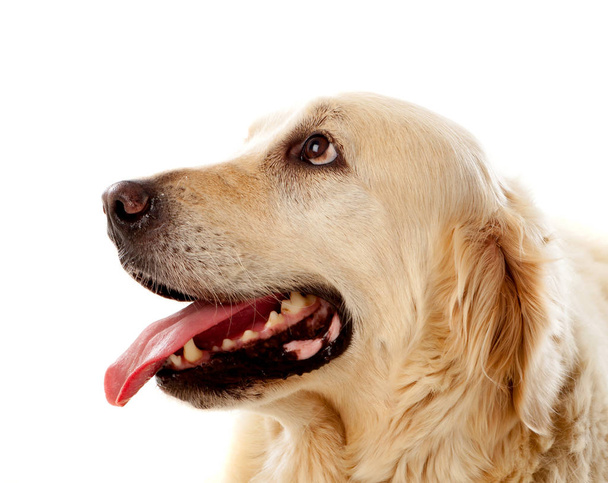 portrait de chien Golden Retriever   - Photo, image