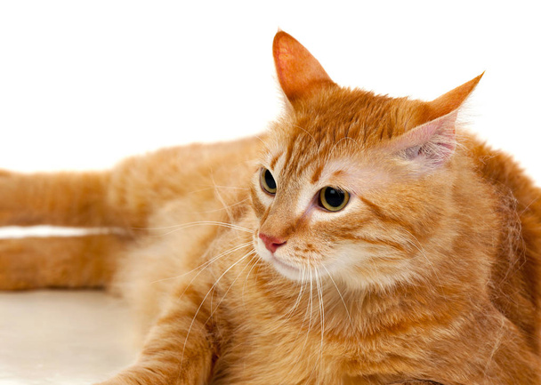 Portrét červená tlustá kočka  - Fotografie, Obrázek
