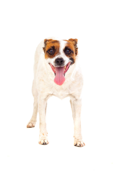 Spanischer Hund auf weißem Grund - Foto, Bild