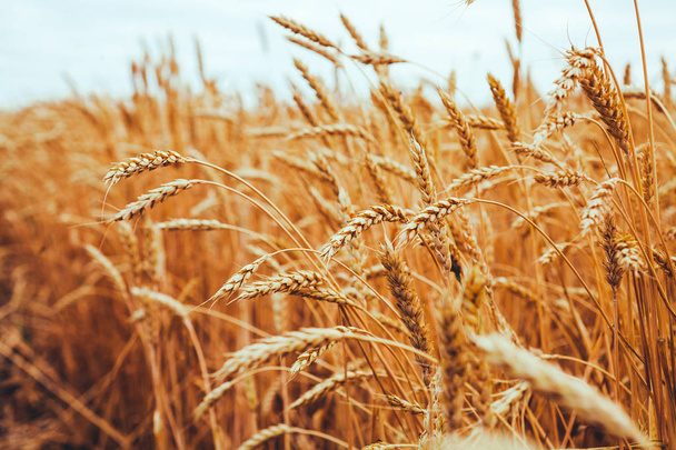 cenário de amadurecimento orelhas de campo de trigo amarelo no pôr do sol cl
 - Foto, Imagem