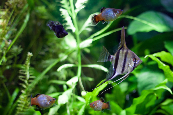 Pesce angelo nell'acquario tropicale
 - Foto, immagini