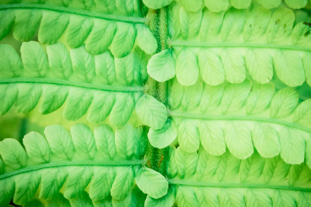 Floral frame of green fern leaf - Foto, imagen