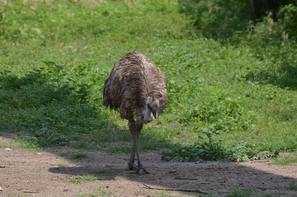 Emu na grama
 - Foto, Imagem