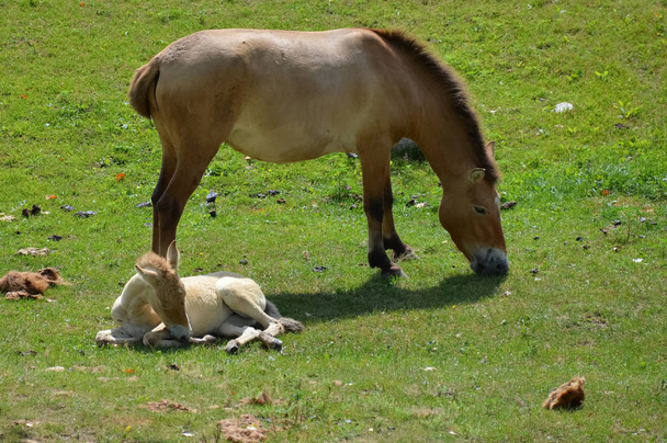 Wild Asian Horse - Photo, Image