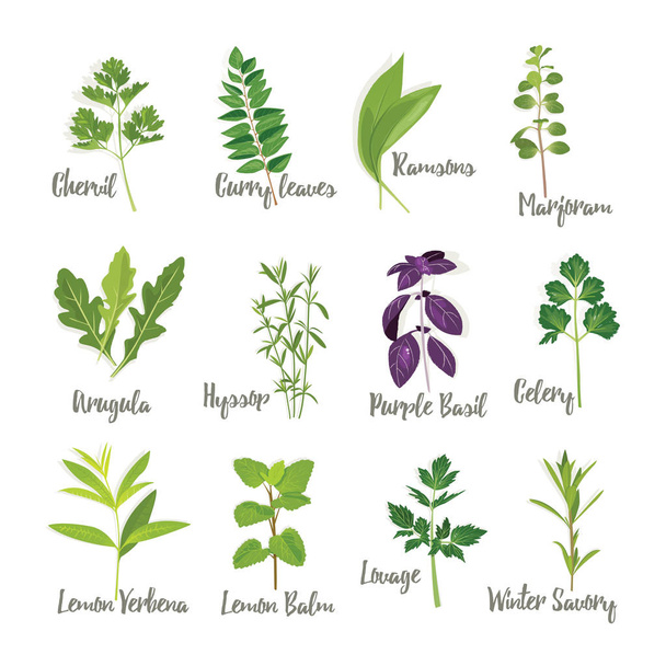  Set of herbs 2  isolated - ベクター画像