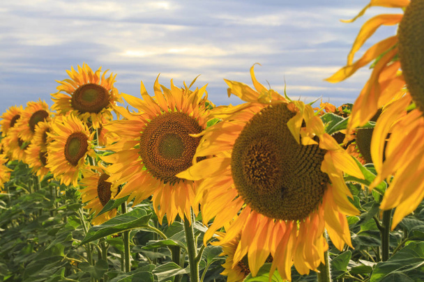 Kirkkaat auringonkukat istutetaan peräkkäin
 - Valokuva, kuva