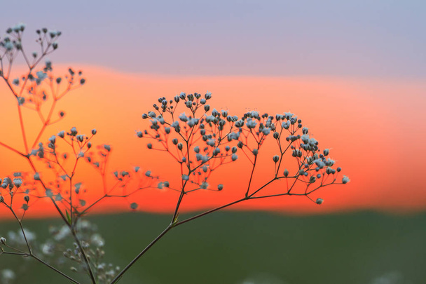 caules de plantas daninhas tumbleweed ao pôr do sol
 - Foto, Imagem