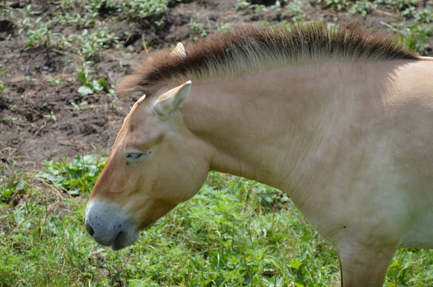sauvage asiatique cheval
 - Photo, image