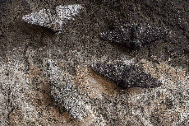Melanic i lekką formą usiana moth (Biston betularia) - Zdjęcie, obraz