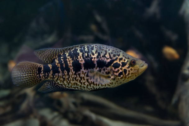 Manchado Jaguar Cichlid em um aquário close-up
 - Foto, Imagem