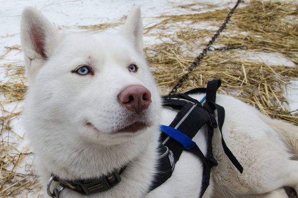 Блакитні очі чистий білий хаскі собака з рожевим носом
 - Фото, зображення