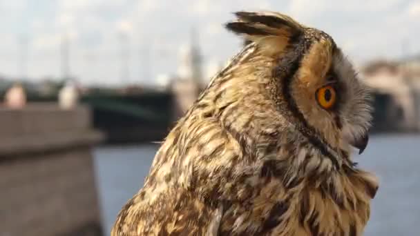 Beautiful baby owl portrait - Footage, Video