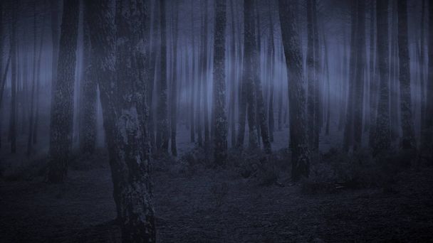 夜の暗い森 - 写真・画像