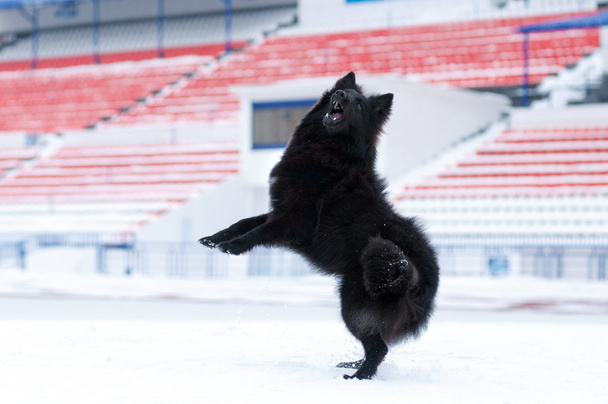 Young black dog playing - Foto, imagen