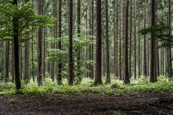 Zöld fa hátborzongató misztikus erdőben háttér, a gyönyörű kilátás friss pines fák és a padló Németország Európa - Fotó, kép