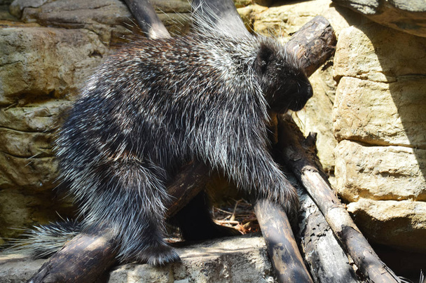 A Large Porcupine - Foto, Bild