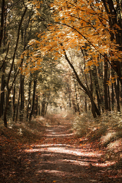 秋の森の経路 - 写真・画像