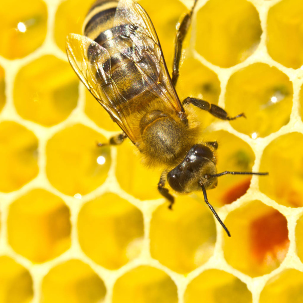 Pszczoła przekonwertować miód nektar - Zdjęcie, obraz
