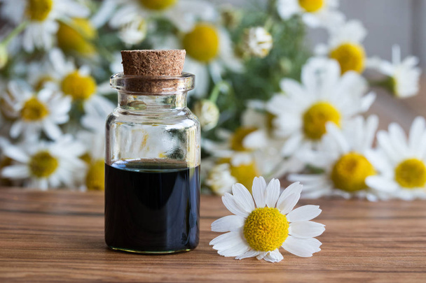Una bottiglia di olio essenziale di camomilla con fiori freschi di camomilla
 - Foto, immagini