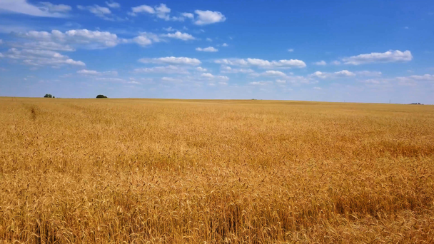 voando sobre o campo de trigo dourado vídeo
 - Filmagem, Vídeo