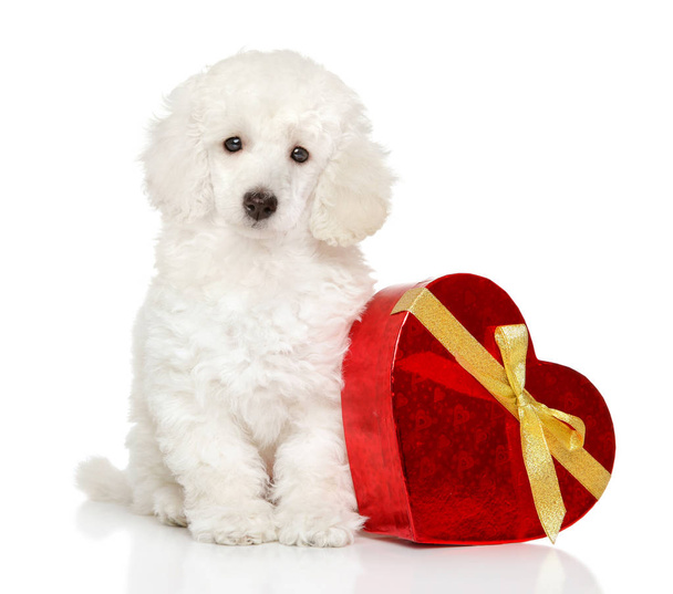 Poodle puppy with Valentine red heart - Fotografie, Obrázek