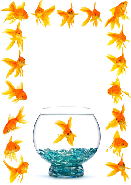 Goldfishes - 写真・画像