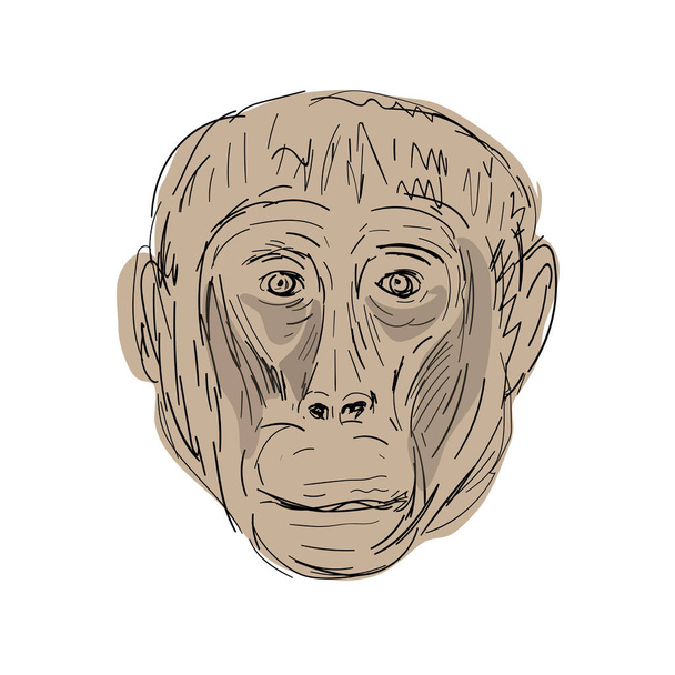 Gelada мавпи голови креслення - Вектор, зображення