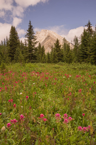 prado de flores silvestres y pico Gusty
 - Foto, imagen