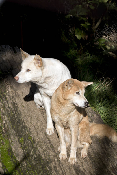 biały i złoty dingo - Zdjęcie, obraz