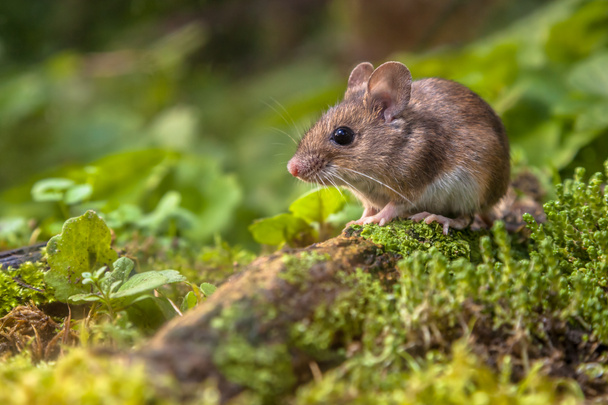 Ratón de madera en suelo forestal
 - Foto, imagen